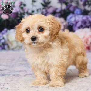 Asher, Cavachon Puppy